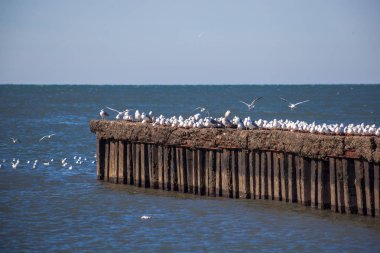 uçan ve su ve kayalar o oturan birçok martılar