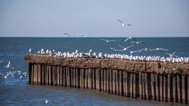 uçan ve su ve kayalar o oturan birçok martılar