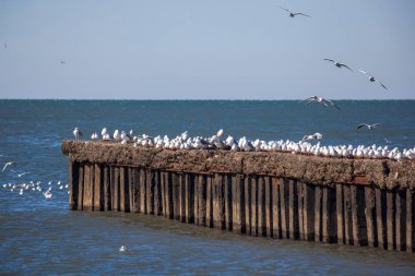 uçan ve su ve kayalar o oturan birçok martılar