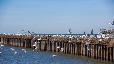 uçan ve su ve kayalar o oturan birçok martılar