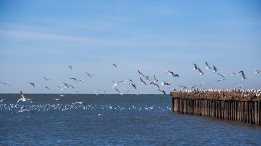 uçan ve su ve kayalar o oturan birçok martılar
