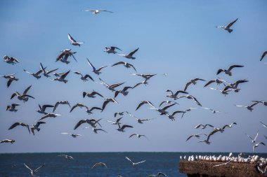 uçan ve su ve kayalar o oturan birçok martılar