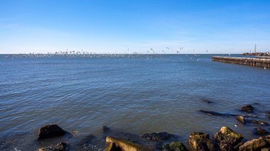 uçan ve su ve kayalar o oturan birçok martılar