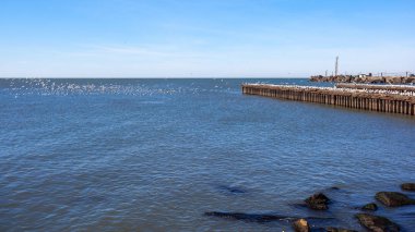 uçan ve su ve kayalar o oturan birçok martılar