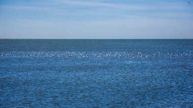 Karadeniz üzerinde Poti, Gürcistan uçan birçok martılar