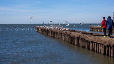 Martılar Poti Karadeniz kıyısında uçan ile insanlar,