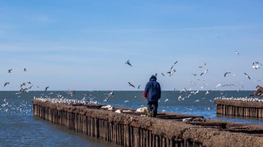 Martılar Poti Karadeniz kıyısında uçan ile insanlar,