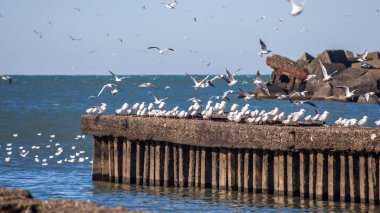 uçan ve su ve kayalar o oturan birçok martılar