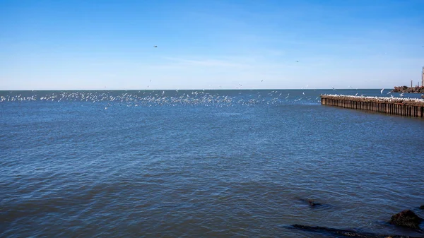 Molti gabbiani che volano e si siedono sull'acqua e sulle rocce o — Foto Stock