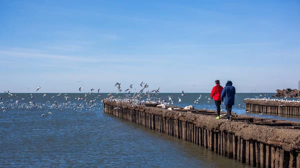 Gente con gaviotas voladoras en la orilla del Mar Negro, Poti , —  Fotos de Stock