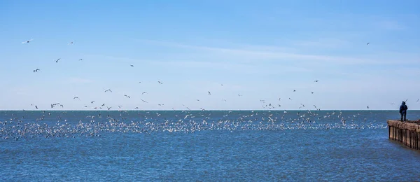 Люди с летающими чайками на берегу Черного моря, Поти , — стоковое фото