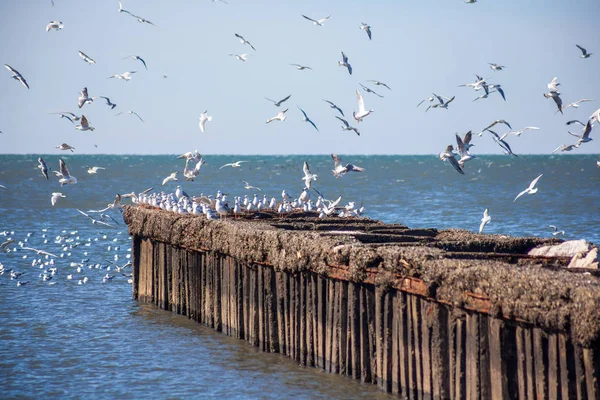 De nombreux mouettes volantes et assises sur l'eau et sur les rochers o — Photo