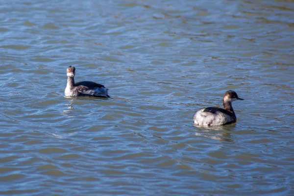 Zwei junge Möwen treiben auf dem Wasser — Stockfoto