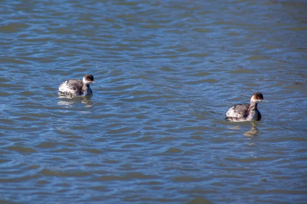 Dos gaviotas jóvenes flotando en el agua — Foto de Stock