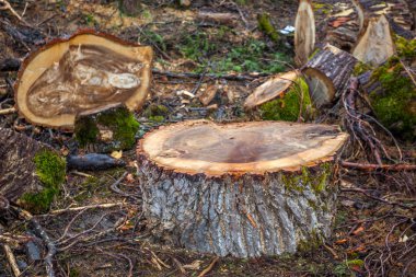 Boyutlanmış ahşap günlükleri sert kabuk closeup manzaralı yığını