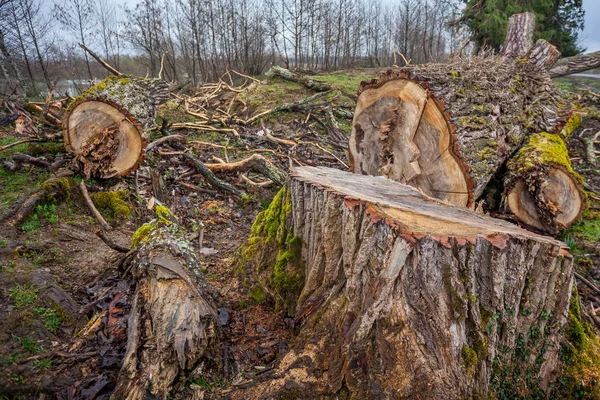 Montón de troncos de madera aserrada con vista de cerca de corteza áspera — Foto de Stock