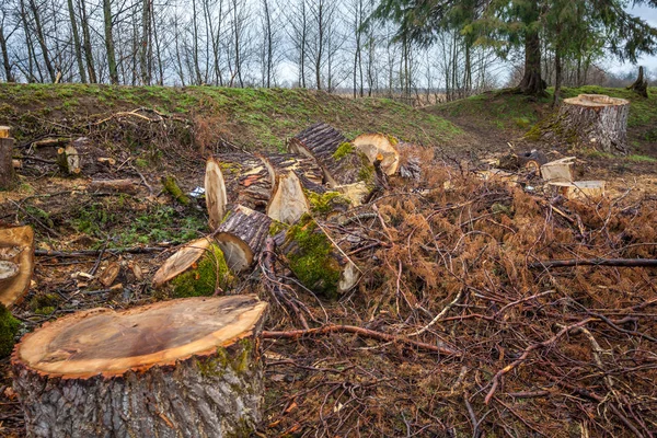 Montón de troncos de madera aserrada con vista de cerca de corteza áspera — Foto de Stock