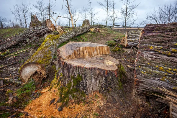 Montón de troncos de madera aserrada con vista de cerca de corteza áspera — Foto de Stock