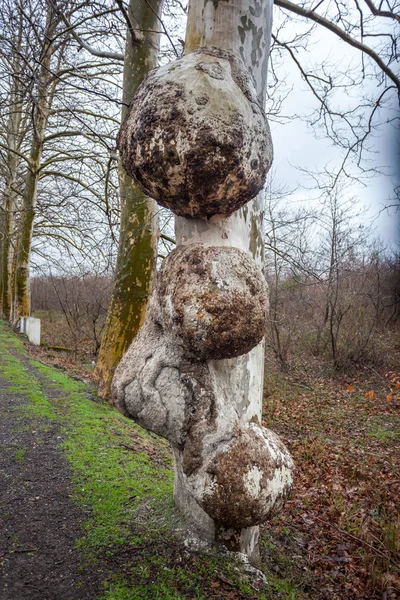 Burl, doğa ile çınarın — Stok fotoğraf