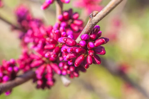 Kvetoucí strom s růžovými květy pupeny na jaře — Stock fotografie