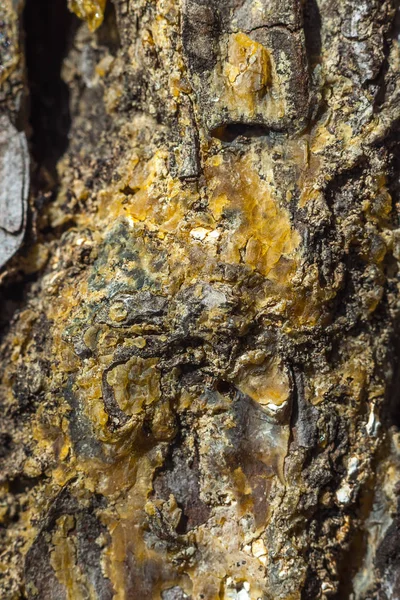 çam ağacı geri barkground, doku için