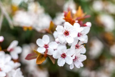 Kiraz çiçeği ve kırmızı yaprakları, arka planda yeşil yeşillik, 