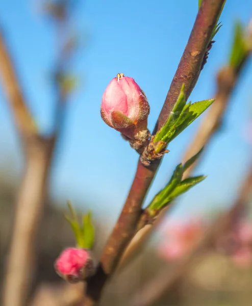 Melocotón dulce florece a principios de primavera, abejas alimentos —  Fotos de Stock