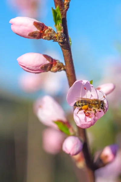 Biene auf süßen Pfirsichblüten im zeitigen Frühling — Stockfoto