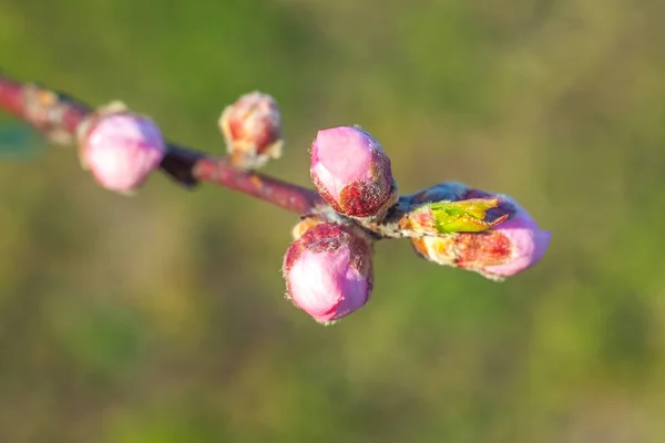 이른 봄, 꿀벌 음식에에서 달콤한 복숭아 꽃 — 스톡 사진