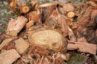 bir sürü çam ağacı yakacak odun açık