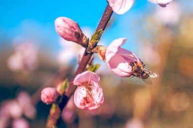 Tatlı şeftali çiçekleri erken baharda arı