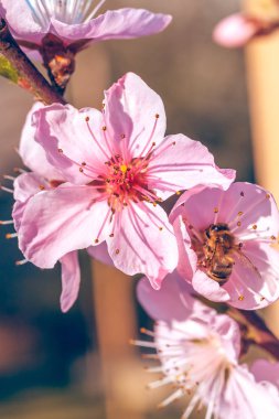 Tatlı şeftali çiçekleri erken baharda arı
