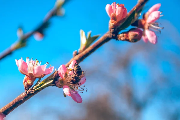 sweet peach blossoms in early spring, bees food