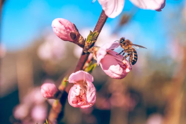 Édes őszibarack virágok kora tavasszal méhecske — Stock Fotó