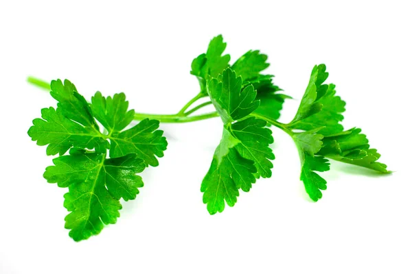 Friss zöld petrezselyem elszigetelt fehér background, élelmiszer-ingredien — Stock Fotó