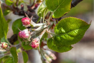 Pembe ve beyaz elma çiçeği tomurcukları ile arka plan şube