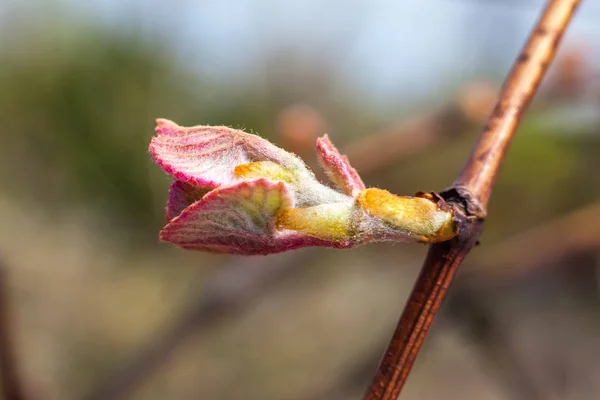 Unga sprout av druvor. Vingården knoppar på våren — Stockfoto