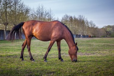 Yeşil çim racetrac topraklarında otlayan kahverengi at