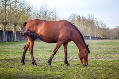 Yeşil çim racetrac topraklarında otlayan kahverengi at