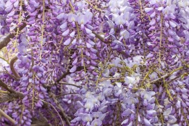 wisteria çiçek güzel bir çağlayan closeup