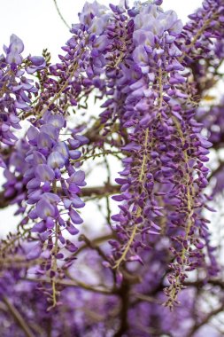 wisteria çiçek güzel bir çağlayan closeup