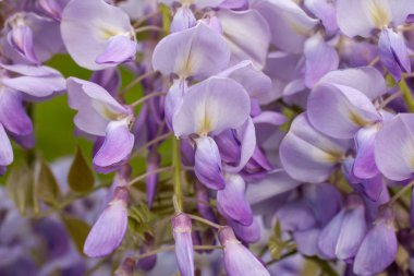 wisteria çiçek güzel bir çağlayan closeup