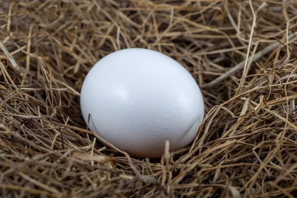 Close up of white egg laying in bird nest — Stock Photo © samurkas