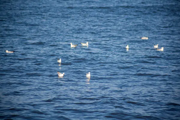 Gaviotas volando y nadando en aguas azules claras —  Fotos de Stock