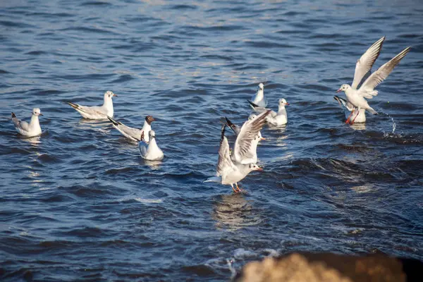 Mouettes volant et nageant en eau claire bleue — Photo