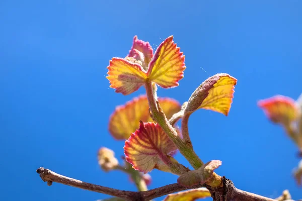Jeune pousse de raisin. bourgeons de vignoble au printemps — Photo