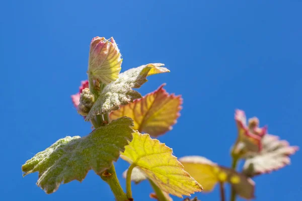 Jeune pousse de raisin. bourgeons de vignoble au printemps — Photo