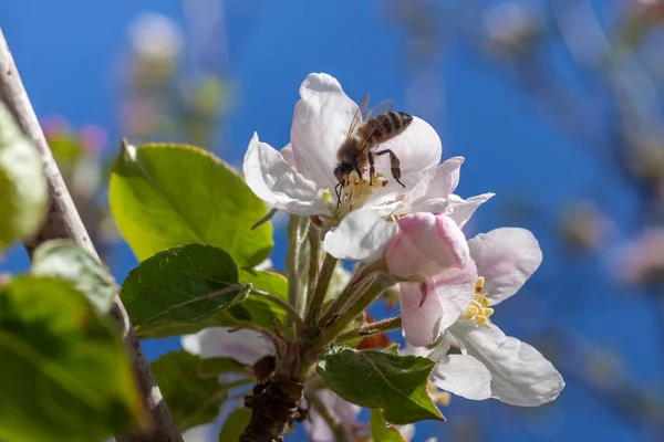 Rosa und weiße Apfelblütenknospen mit Biene — Stockfoto