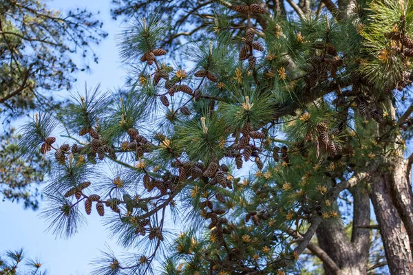 Ramo de pinho com agulhas longas e pequenos cones contra o bac — Fotografia de Stock