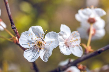 Güzel kiraz çiçekleri olan güneşli bir gün, doğa